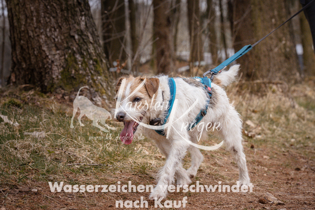 1616_ZZ93558 | kk-dogfotos