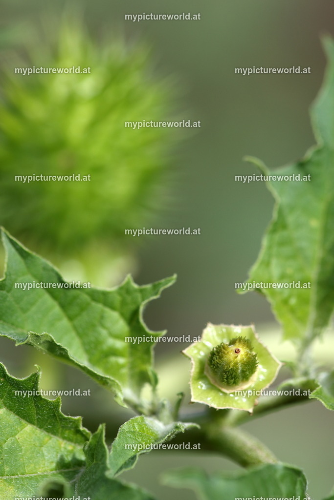 Gemeiner Stechapfel-007 | Das Bilderarchiv über Tiere, Planzen und Landschaften. In der Bilddatenbank finden Sie ein große Auswahl an hochwertigen Bilder für Ihre Werbung - Realisiert mit Pictrs.com