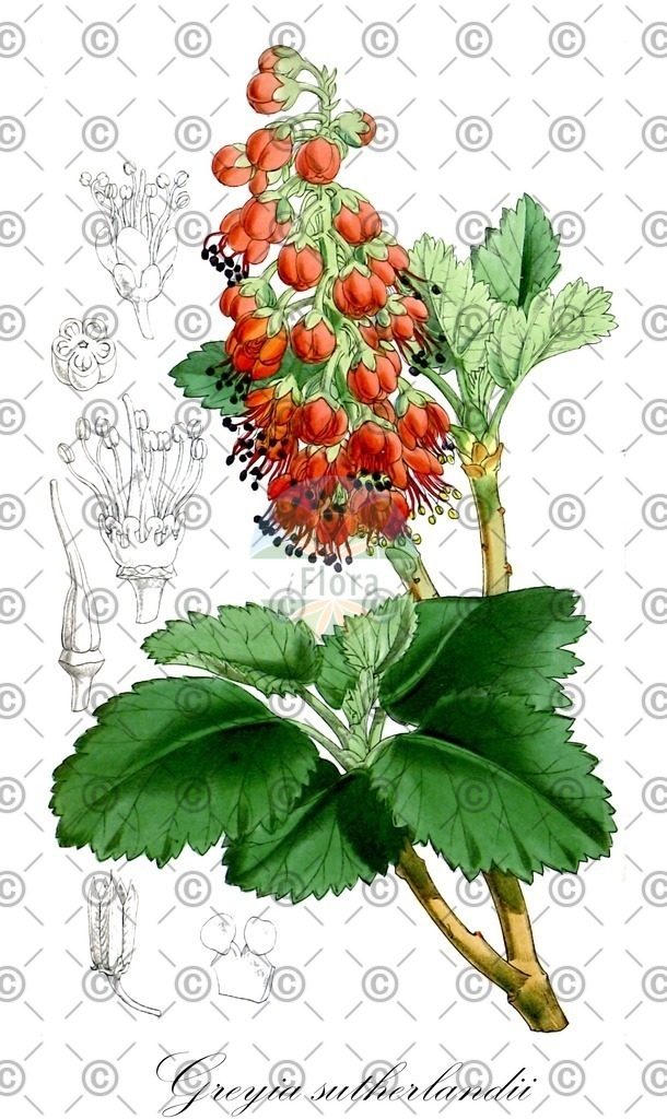HistAbb_wfo-0000710425_2_ENZY_Simple | Historische Abbildung von Greyia sutherlandii - Francoaceae (Greyie;Natal-Bottlebrush;Natal-Flaschenbaum) | Historical Illustration of Greyia sutherlandii - Francoaceae