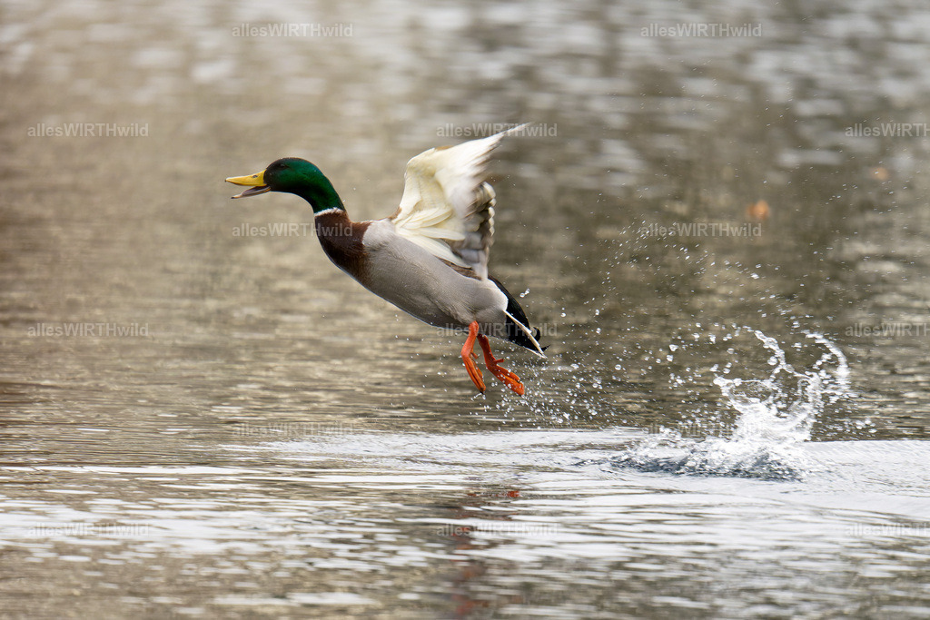 Daniel Wirth - www.allesWIRTHwild.de -7IV00879-ARW_DxO | Entdecke die faszinierende Welt der Natur- und Wildlife-Fotografie von Daniel und Bärbel. Inspirierende Bilder von wilden Tieren und kleinen Naturwundern.