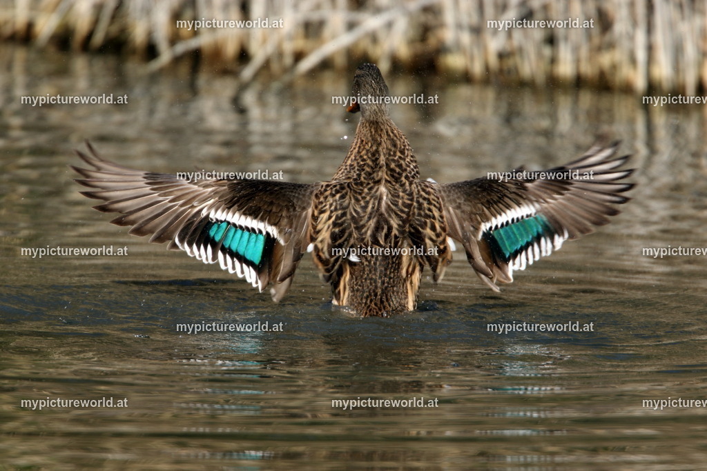 Stockente-152 | Das Bilderarchiv über Tiere, Planzen und Landschaften. In der Bilddatenbank finden Sie ein große Auswahl an hochwertigen Bilder für Ihre Werbung - Realisiert mit Pictrs.com