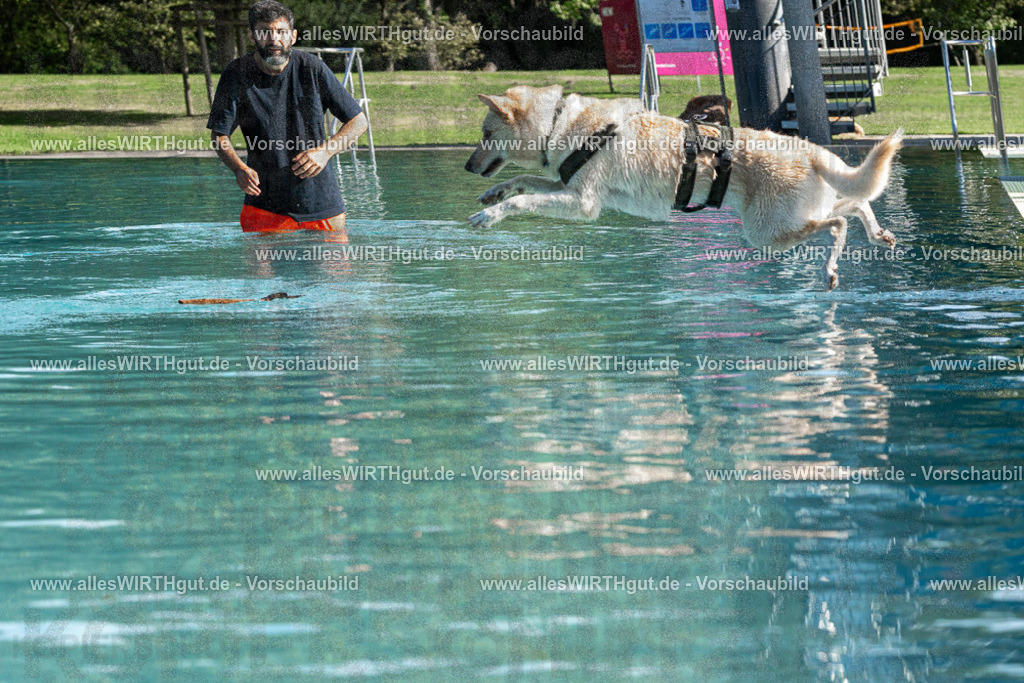 Hundeschwimmen_Volksbad_2026-allesWIRTHgut_Tierfotografie-2609061553-FAY07330 | Professionelle Tierfotografie in Mönchengladbach von Daniel Wirth (allesWIRTHgut). Liebevolle & natürliche Bilder von Hunden & Katzen für unvergessliche Erinnerungen.