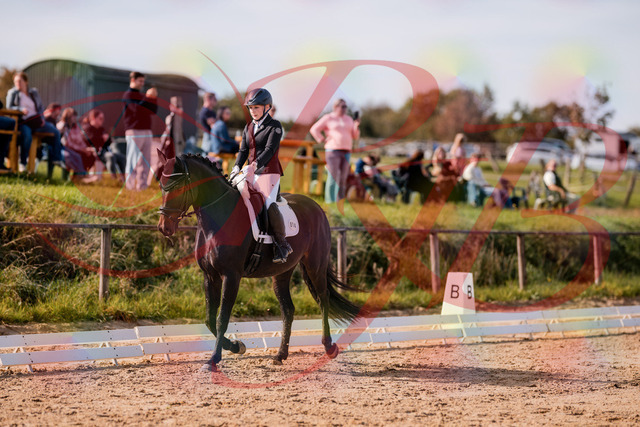 2026_10_03_Siefer-Hof_121629_Z81_19384079 | Professionelle Reitsport-, Turnier- und Eventfotografie von Robert Broda. Galerien mit ausgewählten und bearbeiteten Bildern direkt online ansehen und bestellen.