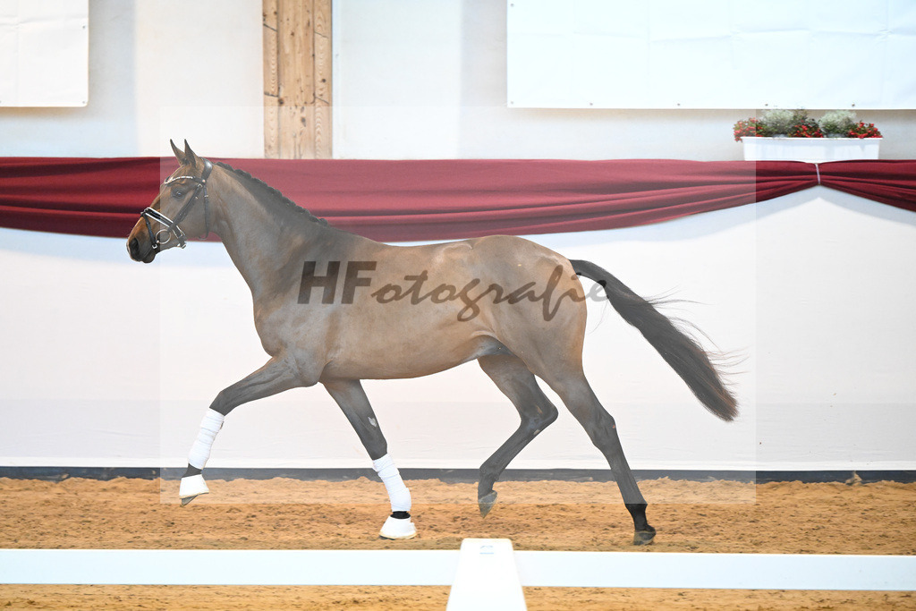 Kat-Nr. 11 v. Borsalino_Koegler u Schuhmacher_66220128 | hf-fotografie - Realisiert mit Pictrs.com