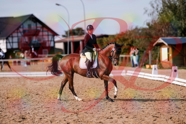2026_10_03_Siefer-Hof_131846_Z81_66348775 | Professionelle Reitsport-, Turnier- und Eventfotografie von Robert Broda. Galerien mit ausgewählten und bearbeiteten Bildern direkt online ansehen und bestellen.