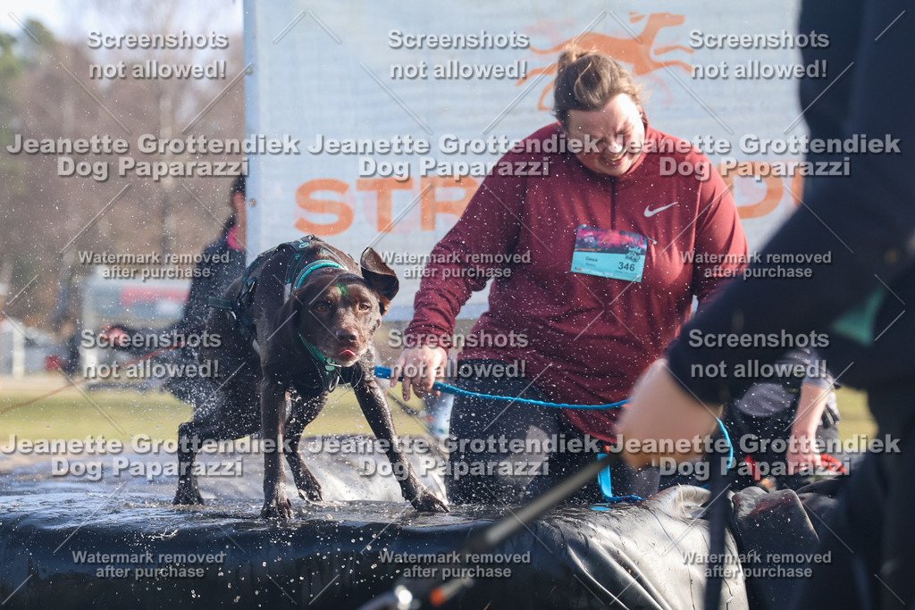 Dog Paparazzi - Strongdog North Mrz26-802 | Dog Paparazzi Jeanette Grottendiek Fotografie & Videografie - Realisiert mit Pictrs.com