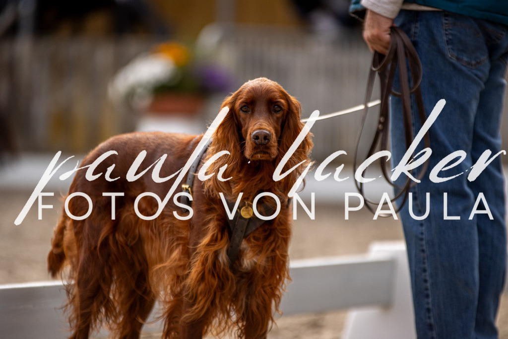 IMG_3395 | Erleben Sie dynamische Sport- und emotionale Tierfotografie in Süddeutschland mit Fotos von Paula. Spezialisiert auf Pferde- und Hundefotografie sowie Sportevents. Kontaktieren Sie mich für einzigartige und ausdrucksstarke Bilder Ihrer besonderen Momente.