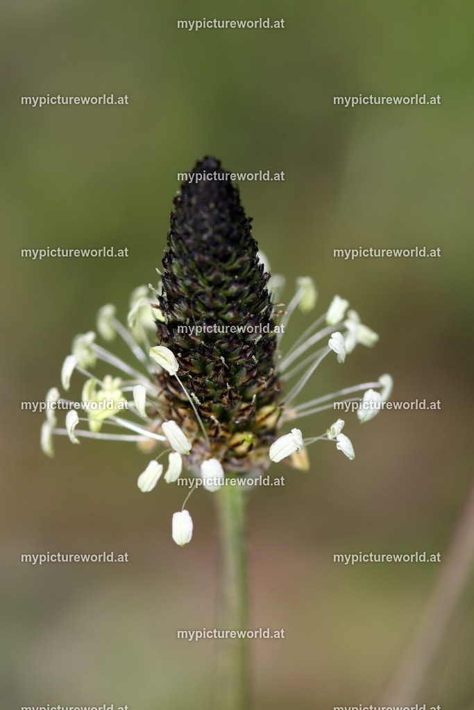 Spitzwegerich-005 | Das Bilderarchiv über Tiere, Planzen und Landschaften. In der Bilddatenbank finden Sie ein große Auswahl an hochwertigen Bilder für Ihre Werbung - Realized with Pictrs.com