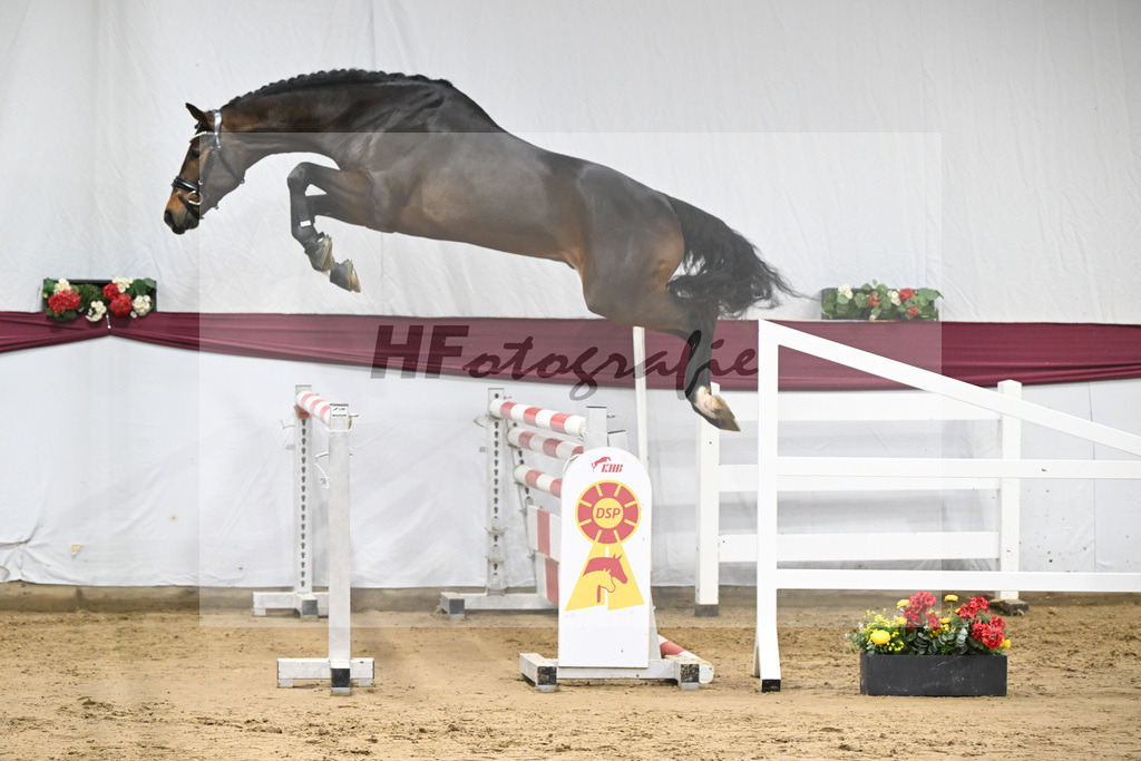 Kat-Nr. 94 Conthalou x Stalypso_Matthias Schlamminger GmbH_47253079 | hf-fotografie - Realisiert mit Pictrs.com