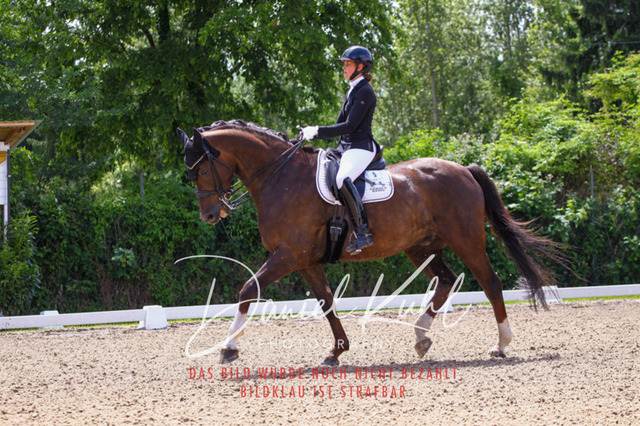 DKP40945 | Turnierfotos kaufen im Webshop von Daniel Kuhl Photography – entdecke professionelle Reitsportfotos aus Turnieren & Events. Hochwertige Turnierbilder online bestellen & sichern. Jetzt Fotos von Reitsportturnieren kaufen!