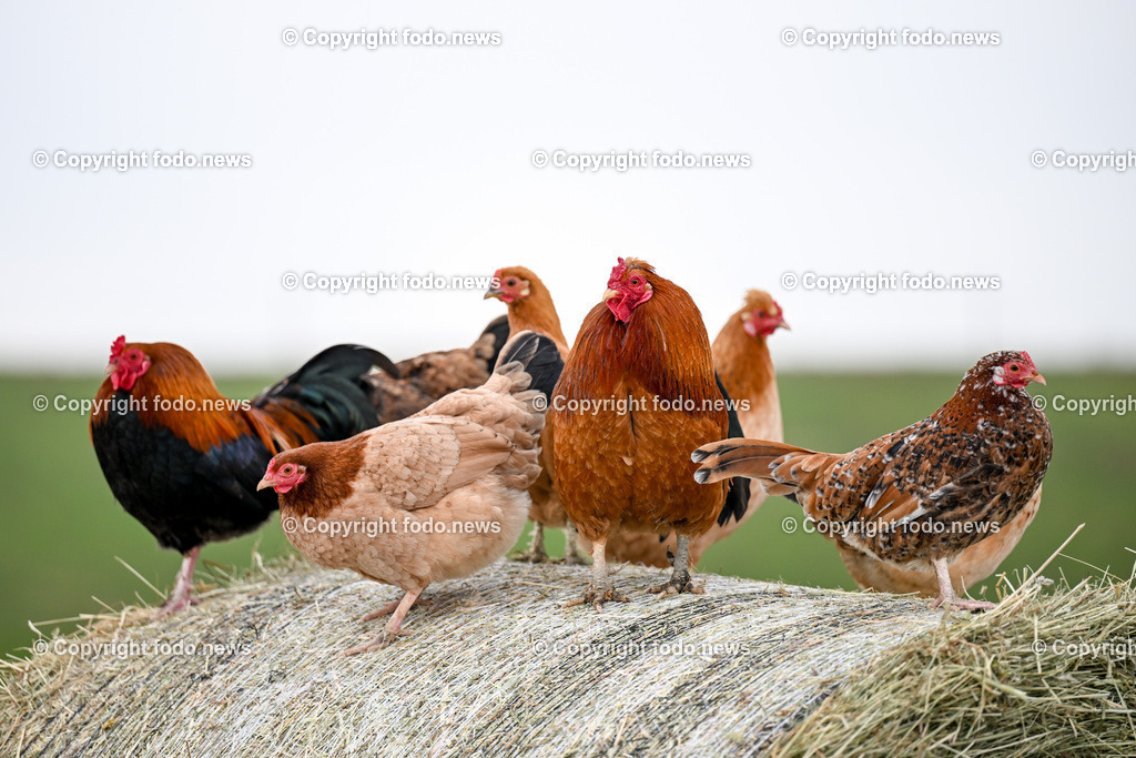 Gnadenhof Wiesmayrgut_ Tiere_ Gunskirchen_ 06.03.2024-30 | 06.03.2024, Gunskirchen, AUT, Gnadenhof Wiesmayrgut, Familie Fuchsberger, Bauernhof, im Bild Landwirtschaft, Lebenshof, Tierasyl, Tiere, Huehner, Hühner, Hennen, Haehne, Hahn, Hähne, Pony, Esel, Katze, Katzen, Kater, Lama, Haustiere, Wildtiere, Nutztiere, Tierheim, Tierschutz