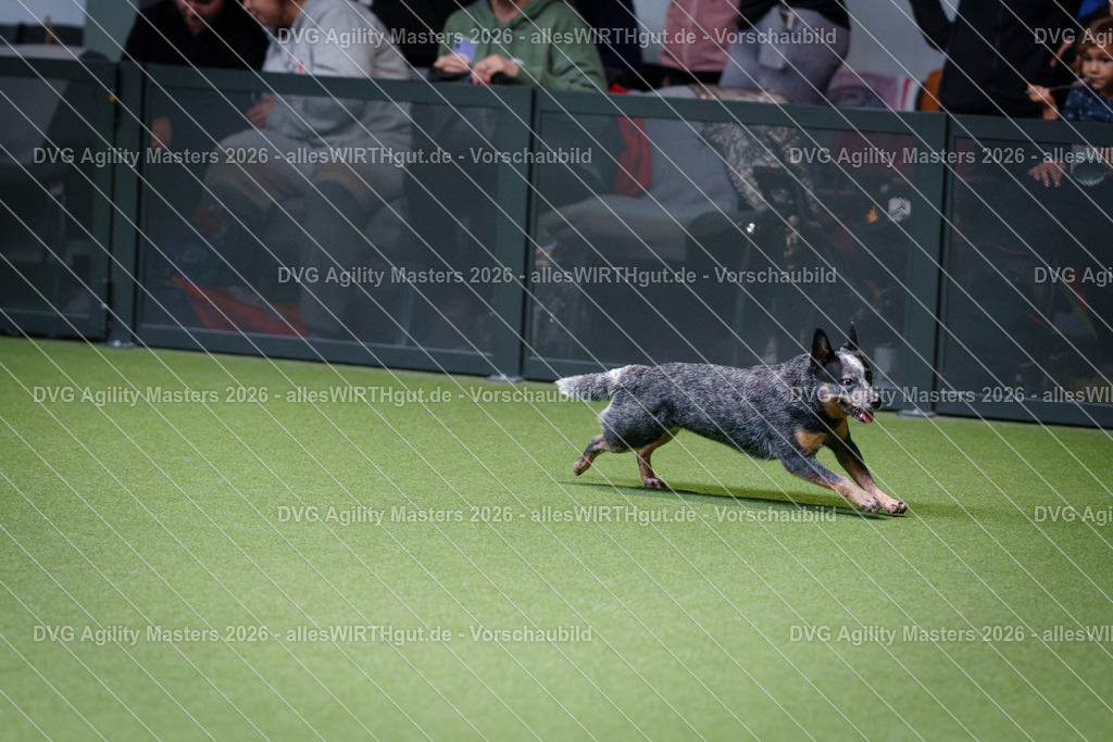 allesWIRTHgut_Tierfotografie-DVG_Agility_Masters_2026-11_18-7R505544 | Professionelle Tierfotografie in Mönchengladbach von Daniel Wirth (allesWIRTHgut). Liebevolle & natürliche Bilder von Hunden & Katzen für unvergessliche Erinnerungen.