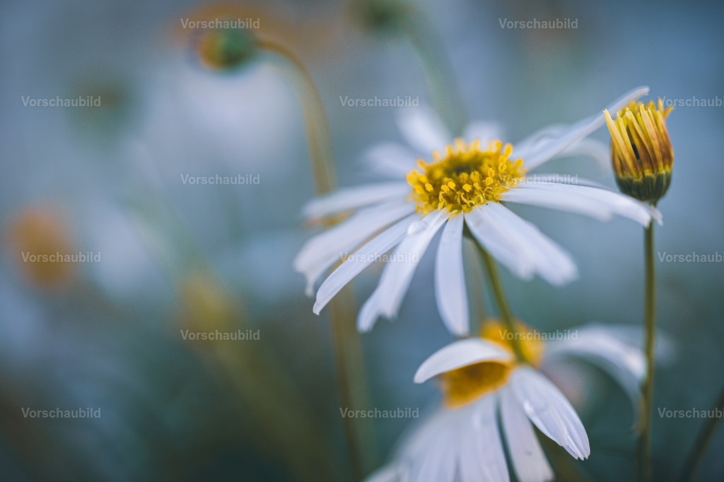 Fotoatelier Christian Hofmeister | Stadtlandschaften, sowie Makro-, Landschafts-, Natur- und Schwarzweißfotos aus der Region Celle &amp; Umgebung