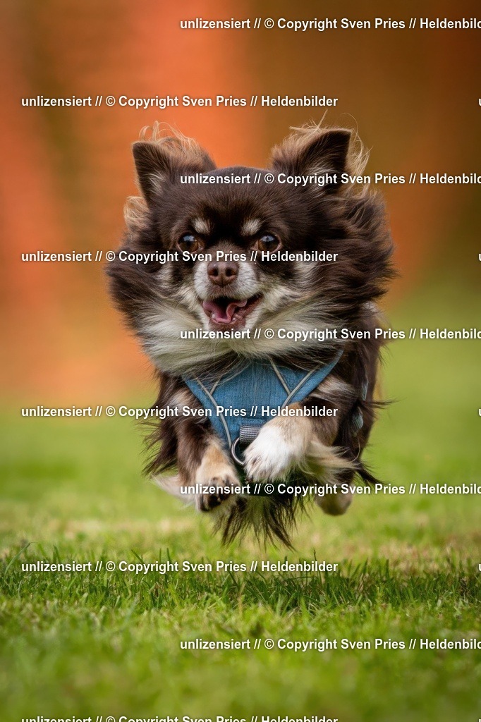 Sven Pries | 2024-09-22 - Hunderennen Baden-BadenPudelverein - Realisiert mit Pictrs.com