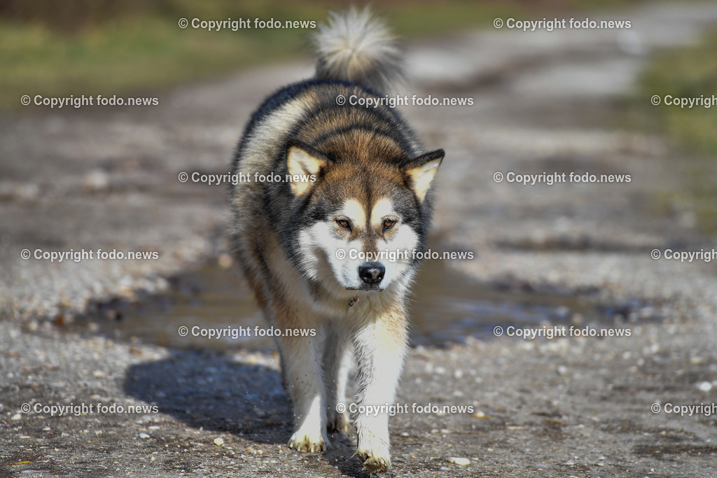 Hund_ Hunde_ Freilaufflaeche_ 20.02.2022-49 | 20.02.2022, Linz, AUT, Hund, Hunde, Themenbild, im Bild Hund, Hunde, spazieren, Freilaufzone, Spazierweg, Malamut, Odin
