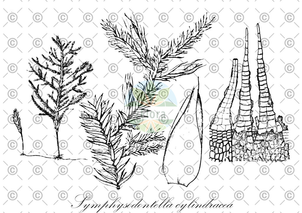 HistAbb_wfo-0001038579_1_ENZY_Simple | Historische Abbildung von Symphysodontella cylindracea - Pterobryaceae | Historical Illustration of Symphysodontella cylindracea - Pterobryaceae