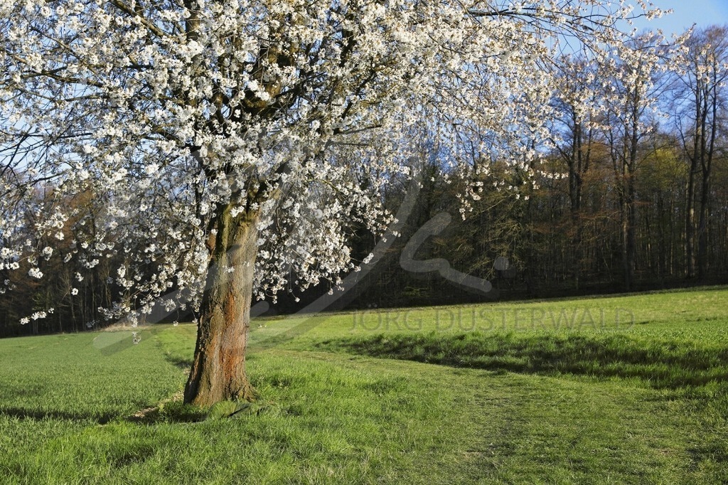 NatureArt-KIRSCHBLÜTE_0210a | Kirschblüten über dem Modell | #001 | Modell: Lana | Foto: Tschiponnique Skupin - Realisiert mit Pictrs.com