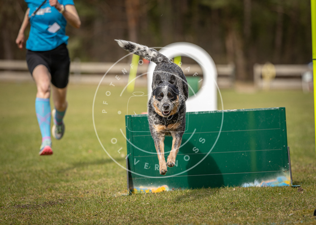 Pfotenfotografie_DV3A8604 | Hundefotografie, Tierfotograf, Pfotenfotografie, Fotoshooting Hund, Hunde Portrait, Hundesport, Hundeportraits, Heideshooting, Hunde, Sportfotograf, Hundefotograf, Turnierhundsport, THS,  - Realisiert mit Pictrs.com