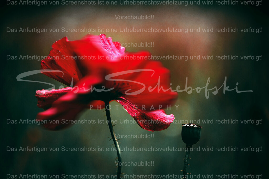 Wandbild Mohn "Wild One" | People- und Tierfotografie, Imageaufnahmen, Veranstaltungsfotografie und Wandbilder aus der Natur ★ Made in Germany ✔️ Druck + Downloads ✔️ Naturfotografie in Top Qualität ★ schneller Versand, weltweite Lieferung! - Realisiert mit Pictrs.com