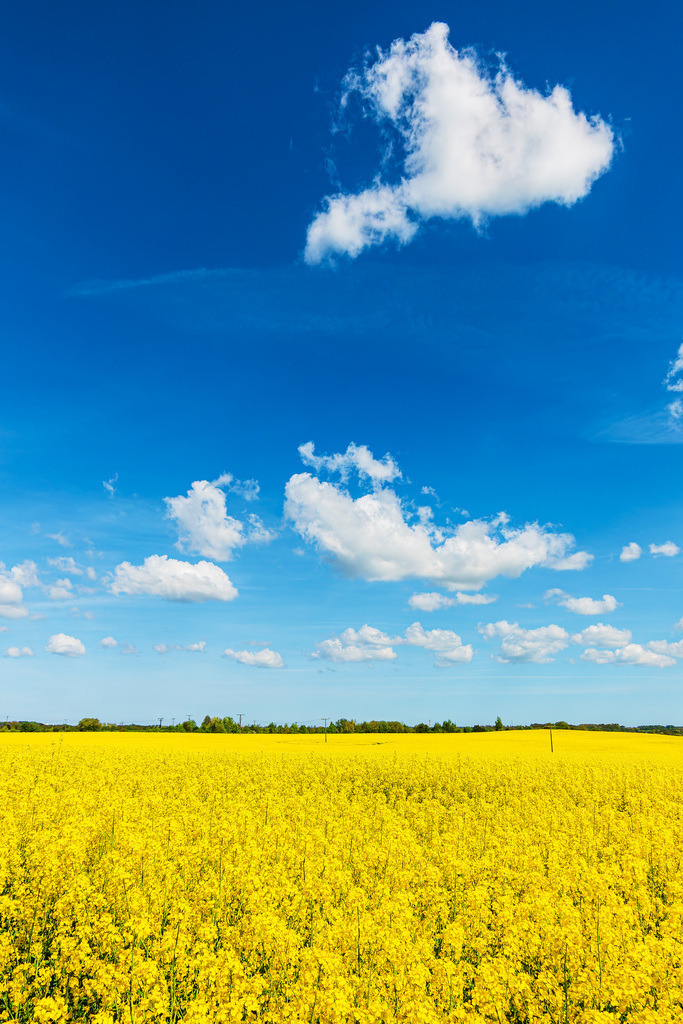 Blühendes Rapsfeld mit blauem Himmel in der Nähe von Rostock | Blühendes Rapsfeld mit blauem Himmel in der Nähe von Rostock.