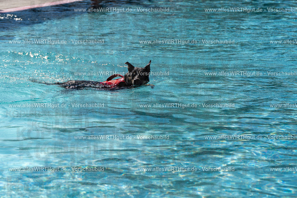 Hundeschwimmen_Volksbad_2026-allesWIRTHgut_Tierfotografie-2609061209-FAY06392 | Professionelle Tierfotografie in Mönchengladbach von Daniel Wirth (allesWIRTHgut). Liebevolle & natürliche Bilder von Hunden & Katzen für unvergessliche Erinnerungen.