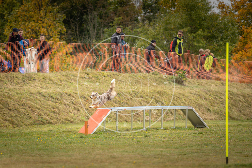 Pfotenfotografie_DV3A2550 | Hundefotografie, Tierfotograf, Pfotenfotografie, Fotoshooting Hund, Hunde Portrait, Hundesport, Hundeportraits, Heideshooting, Hunde, Sportfotograf, Hundefotograf, Turnierhundsport, THS,  - Realisiert mit Pictrs.com