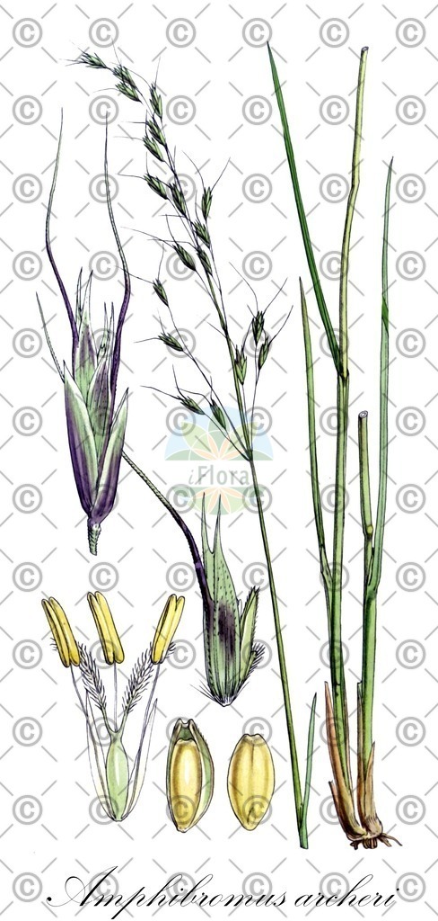 HistAbb_wfo-0000845821_1_ENZY_Simple | Historische Abbildung von Amphibromus archeri - Poaceae | Historical Illustration of Amphibromus archeri - Poaceae