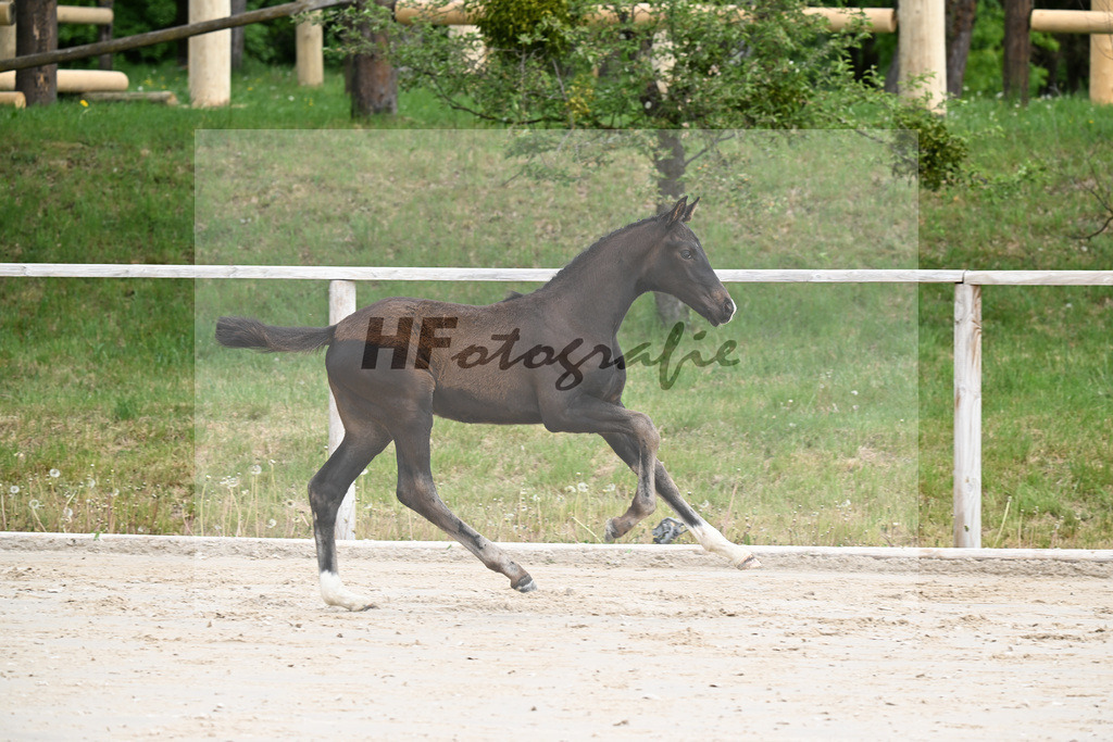 Kat-Nr. 1 HF Secret x San Muscadet_Holmer-Rattenhuber_24260042 | hf-fotografie - Realisiert mit Pictrs.com