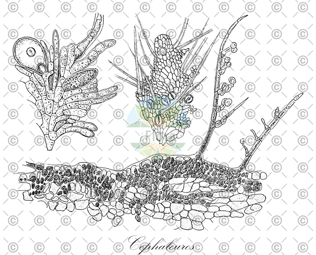 HistAbb_wfo-0000353125_1_ENZY_Simple | Historische Abbildung von Cephaleuros - Trentepohliaceae (0) | Historical Illustration of Cephaleuros - Trentepohliaceae (0)