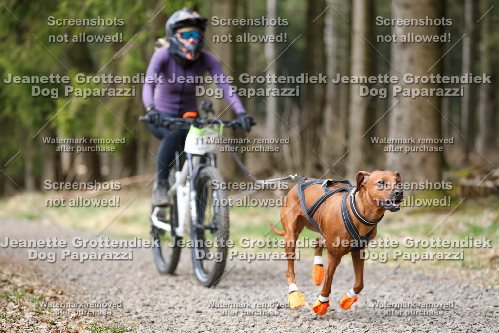 Dog Paparazzi - VCC26-593 | Dog Paparazzi Jeanette Grottendiek Fotografie & Videografie - Realisiert mit Pictrs.com