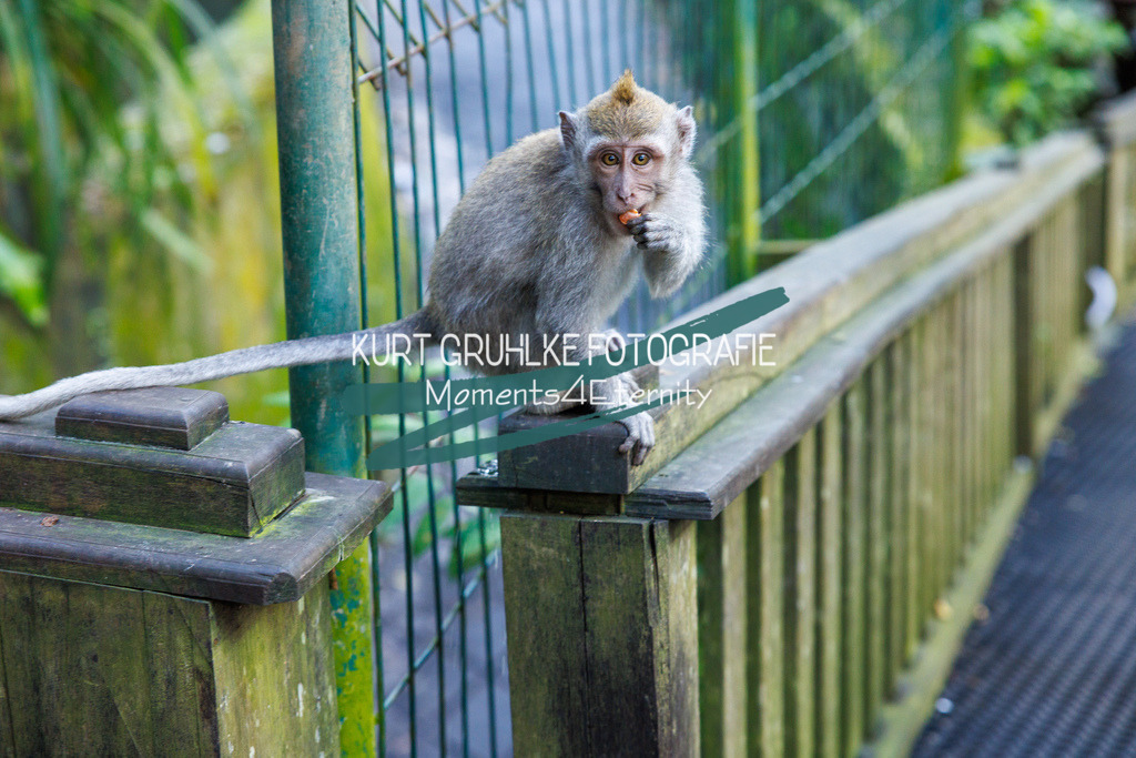 230718-0164 | onlinegalerie und Fotoshop Kurt Gruhlke Fotograf Berlin
Hochzeitsfotograf Eventfotograf Portraitfotografie
 - Realisiert mit Pictrs.com