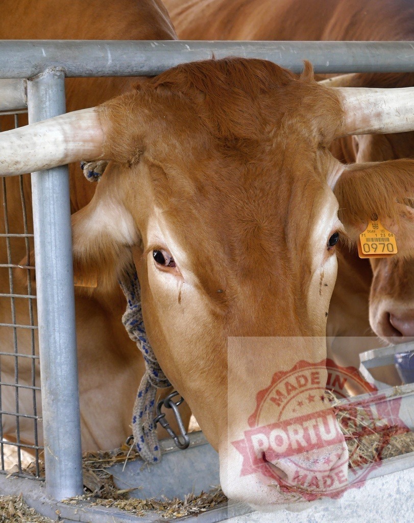 Brown cow looking at feeder in stall | Brown cow with horns and ear tag in a farm pen - Realized with Pictrs.com