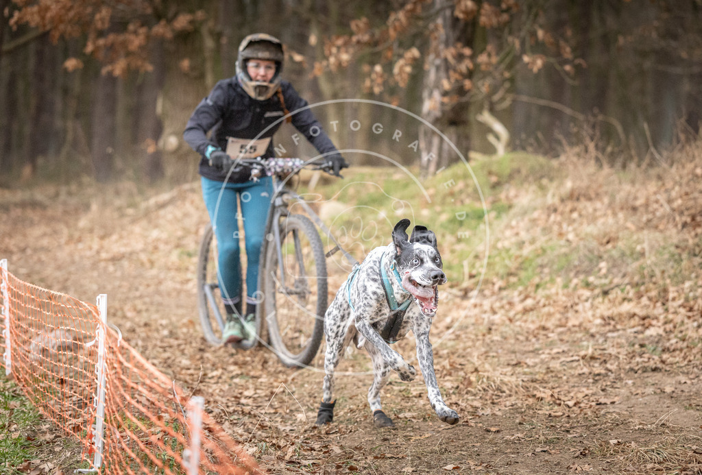 Pfotenfotografie_DV3A1456 | Hundefotografie, Tierfotograf, Pfotenfotografie, Fotoshooting Hund, Hunde Portrait, Hundesport, Hundeportraits, Heideshooting, Hunde, Sportfotograf, Hundefotograf, Turnierhundsport, THS,  - Realisiert mit Pictrs.com