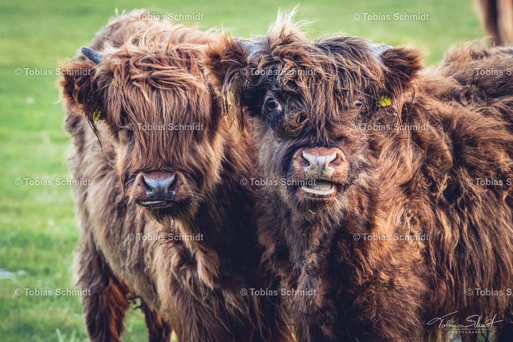 Fehmarn__DSC1930 | Fotoprodukte, Kalender und Wanddeko direkt vom Fotografen auf Fehmarn. Ob Wandbild auf Alu-Dibond, hinter Acrylglas oder auf Leinwand – hier können Sie Ihr Lieblingsbild kaufen. - Realisiert mit Pictrs.com