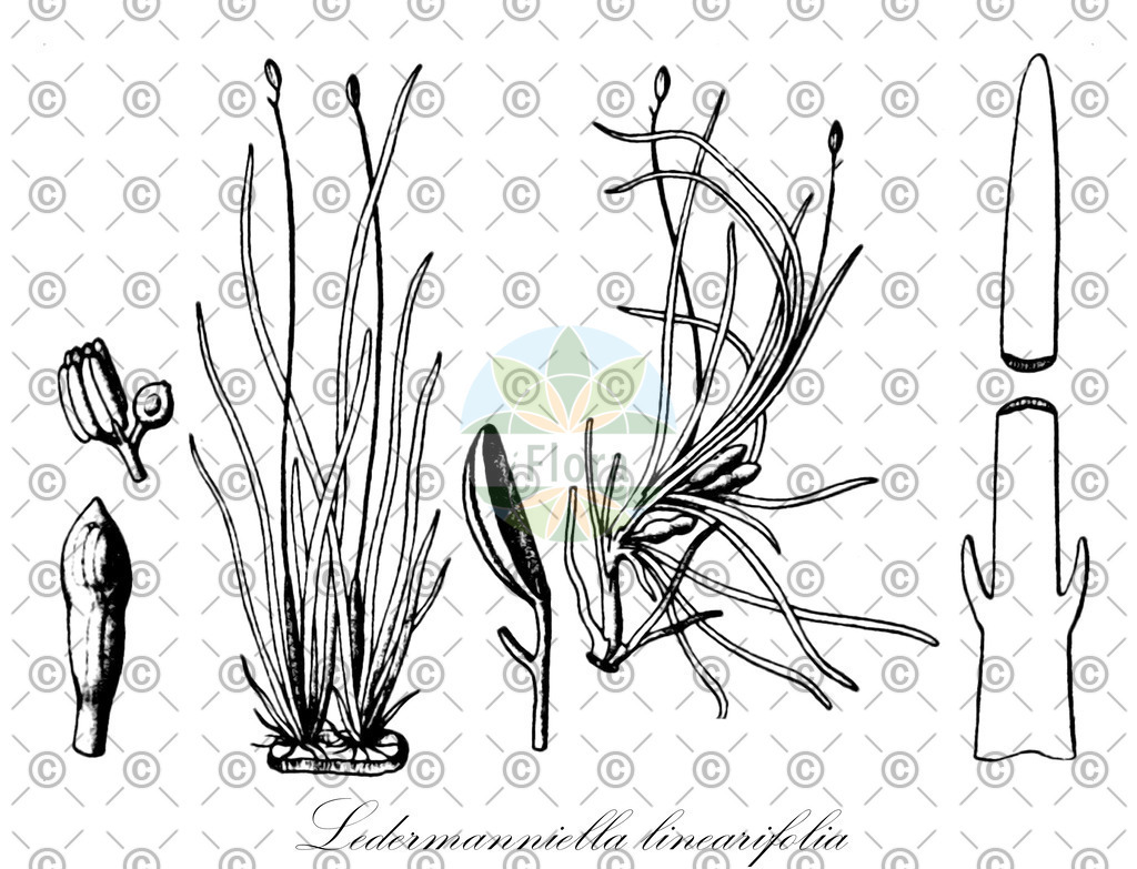 HistAbb_wfo-0001145449_1_ENZY_Simple | Historische Abbildung von Ledermanniella linearifolia - Podostemaceae | Historical Illustration of Ledermanniella linearifolia - Podostemaceae