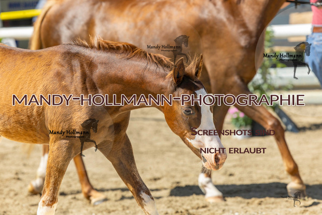 94-5 | mandyhollmannphotographie