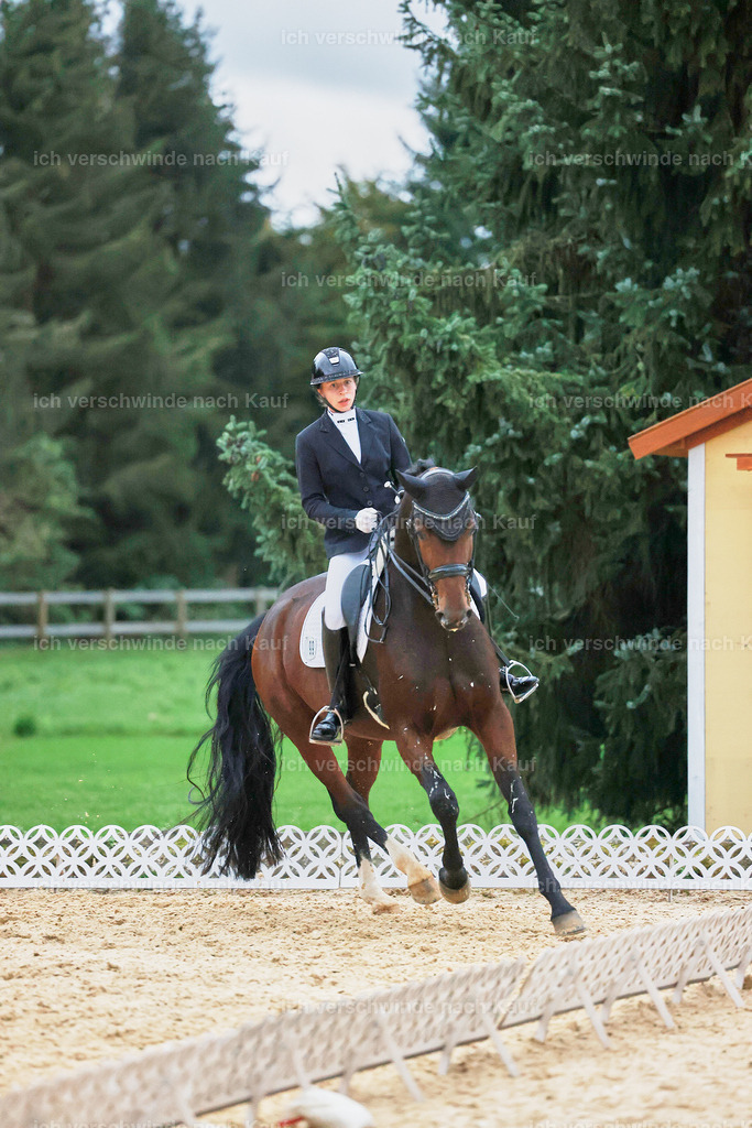 04_2-099-Dressur M__ -StoibPH-3005 | working equitationturnier fotograf videograf stoibphotography marixx film working equitation deutschland reitsport turnierfotografie eventfotografie equestrian events