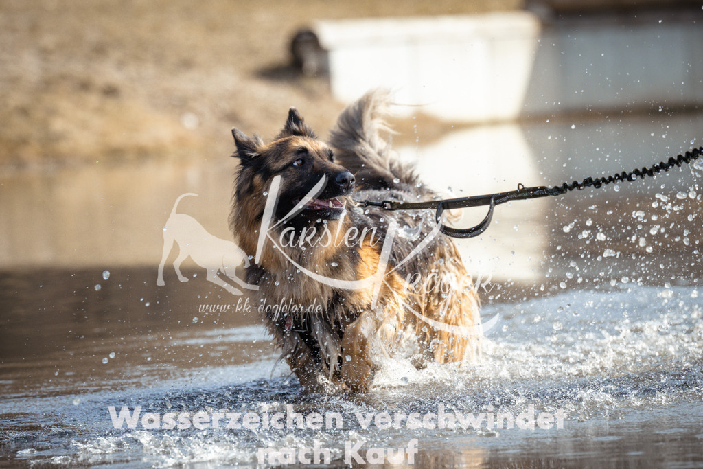 1152_ZZ96933 | kk-dogfotos