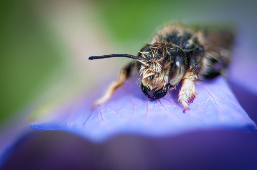 DSC_8306 | kaefersammler_roy - Realisiert mit Pictrs.com