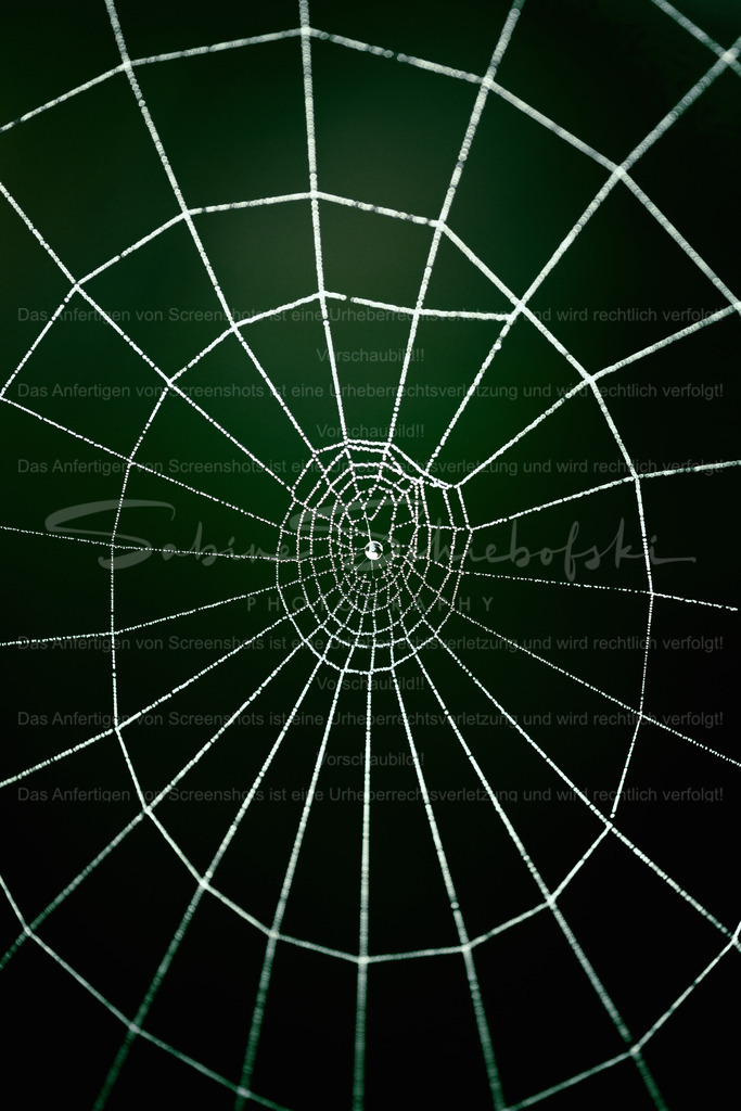 "In der Mitte zur Ruhe gekommen" | People- und Tierfotografie, Imageaufnahmen, Veranstaltungsfotografie und Wandbilder aus der Natur ★ Made in Germany ✔️ Druck + Downloads ✔️ Naturfotografie in Top Qualität ★ schneller Versand, weltweite Lieferung! - Realisiert mit Pictrs.com