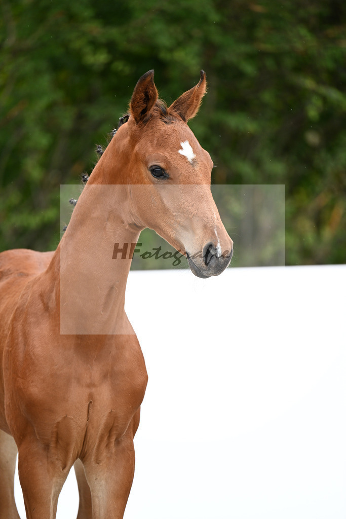 Vitalos x Escolar_HF_Maurer_23250486 | hf-fotografie - Realizzato con Pictrs.com