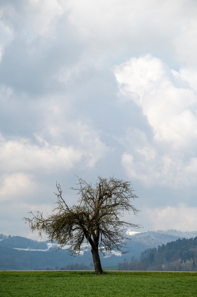 Mystische Bäume | Die Mystik der Bäume unterscheidet sich je nach Jahreszeit  - Realisiert mit Pictrs.com