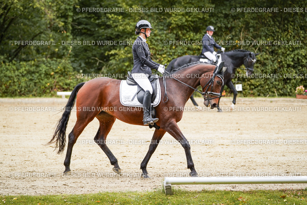 DSC08991 | Pferdegrafie