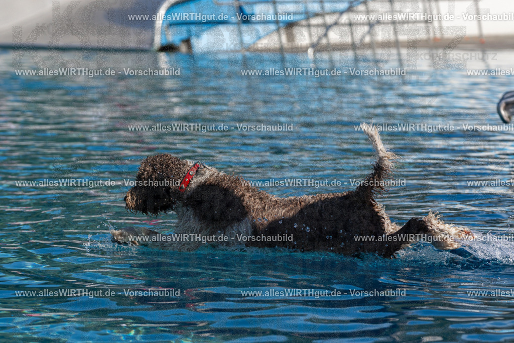Hundeschwimmen_Volksbad_2026-allesWIRTHgut_Tierfotografie-2609061144-FAY06311 | Professionelle Tierfotografie in Mönchengladbach von Daniel Wirth (allesWIRTHgut). Liebevolle & natürliche Bilder von Hunden & Katzen für unvergessliche Erinnerungen.