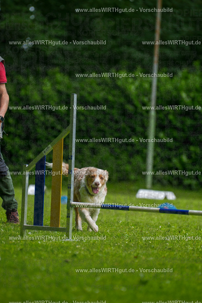 @allesWIRTHgut_Tierfotografie - www.allesWIRTHgut.de - 095930-7R507901 | Professionelle Tierfotografie in Mönchengladbach von Daniel Wirth (allesWIRTHgut). Liebevolle & natürliche Bilder von Hunden & Katzen für unvergessliche Erinnerungen.