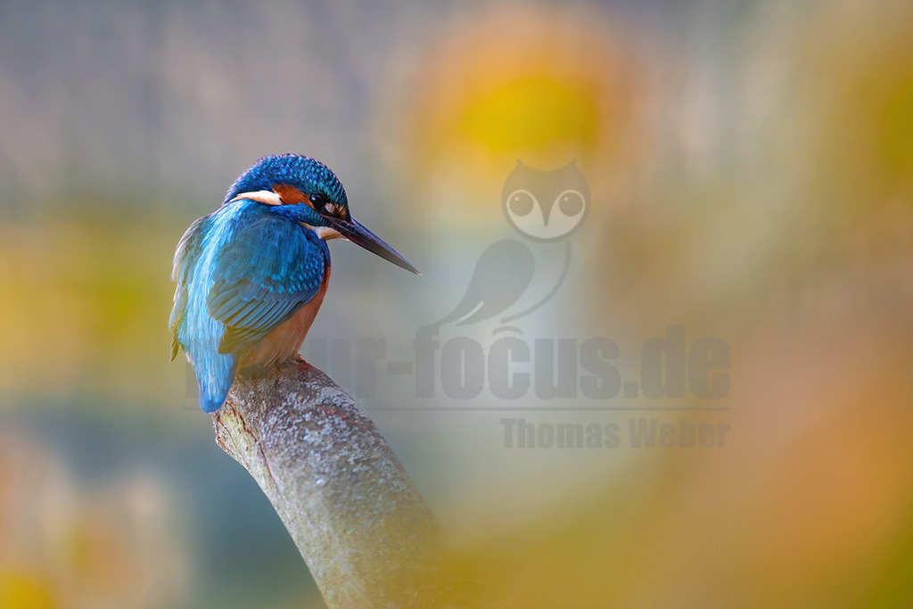 R5M22892_20251121 | Ein farbenprächtiger Eisvogel (Alcedo atthis) sitzt auf einem kahlen Ast und blickt nach unten. Sein Rücken und Kopf zeigen ein schillerndes Blau, während Brust und Bauch in warmem Orange leuchten. Der Hintergrund ist weich unscharf und zeigt eine Mischung aus warmen Gelb- und Orangetönen sowie kühleren Grau- und Blautönen, was eine friedliche und natürliche Atmosphäre schafft. - Realisiert mit Pictrs.com