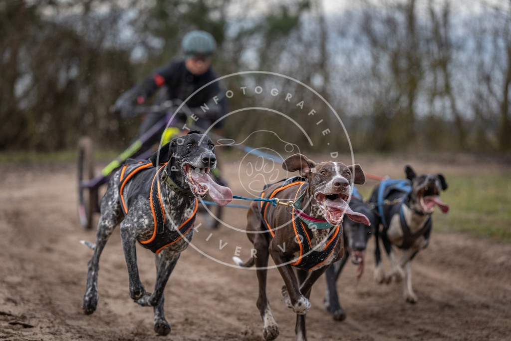 Pfotenfotografie_DV3A5980 | Hundefotografie, Tierfotograf, Pfotenfotografie, Fotoshooting Hund, Hunde Portrait, Hundesport, Hundeportraits, Heideshooting, Hunde, Sportfotograf, Hundefotograf, Turnierhundsport, THS,  - Realisiert mit Pictrs.com