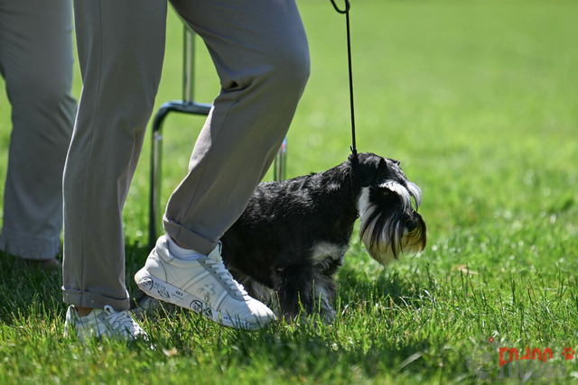 Dogshow CACIB Samstag in Aarau | Dogshow CACIB Samstag in Aarau. 24.06.2023 Foto: LeoWyden