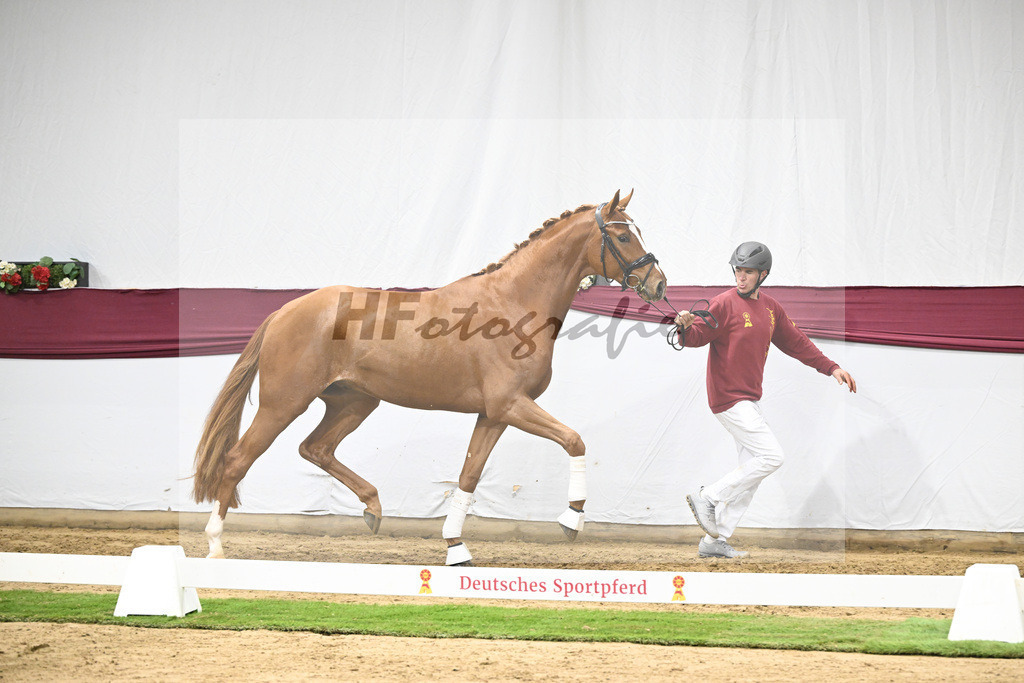 Kat-Nr. 137 Zackerey x Sarkozy_Joachim May_47254619 | hf-fotografie - Realisiert mit Pictrs.com