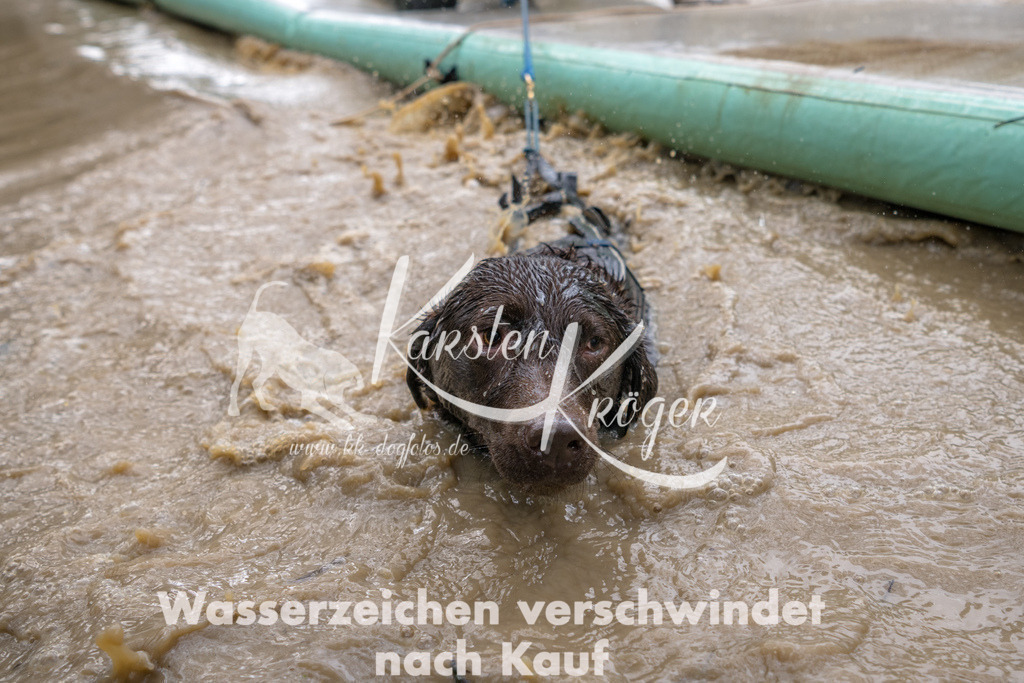 1307_ZZ94437 | kk-dogfotos